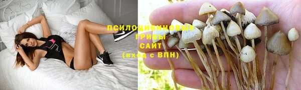 шишки Надым